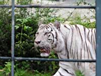 Tigre blanc (04)